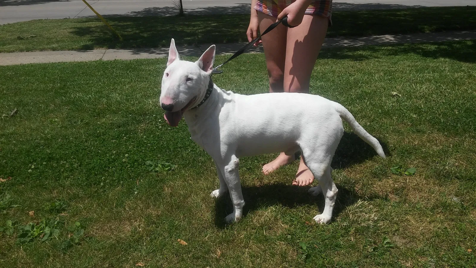 Lost dog in Inkster, MI, 48141