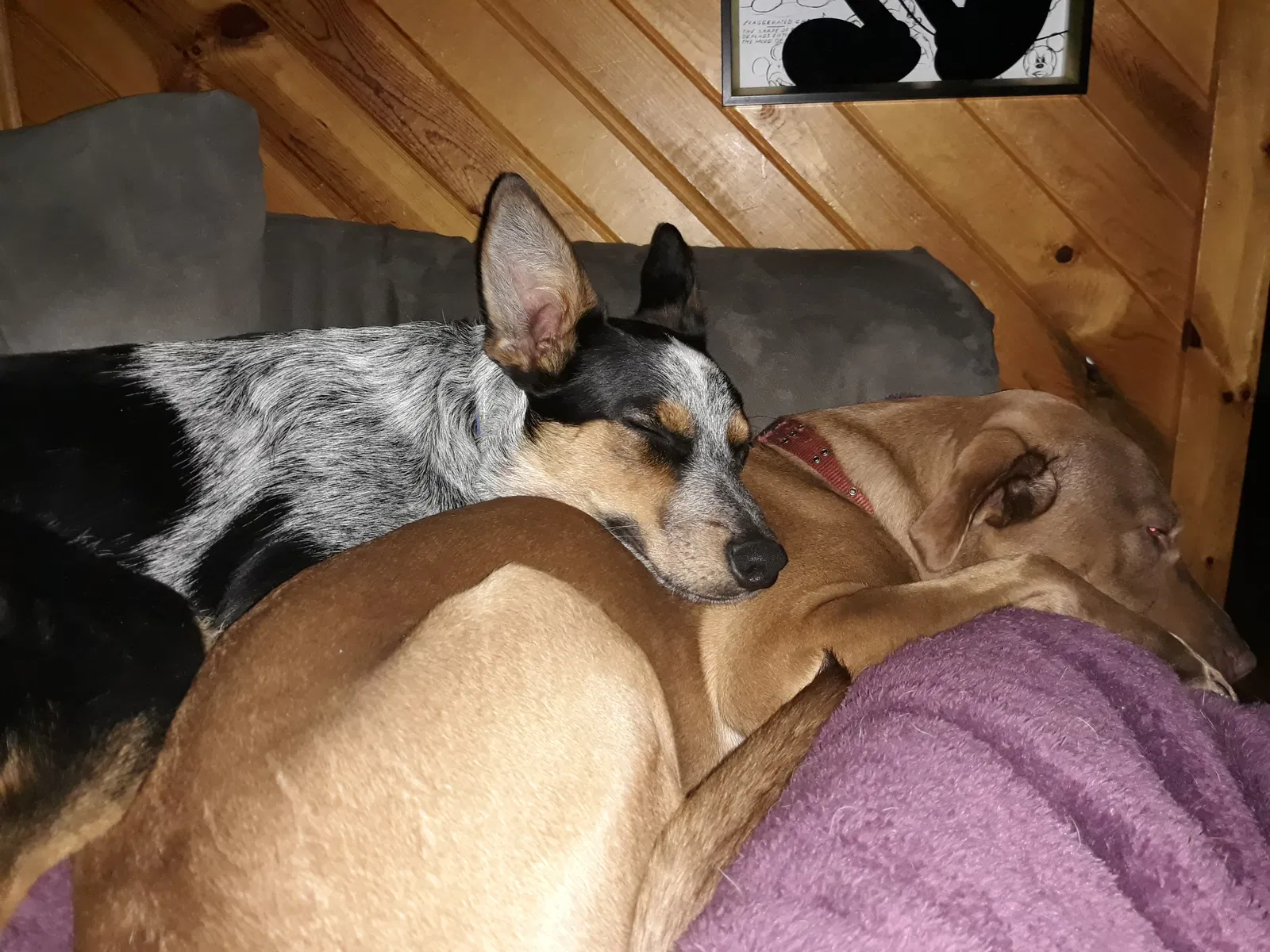 Lost dog in Kimball, MN, 55353