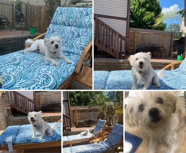 Lost dog in Wichita, KS, 67216