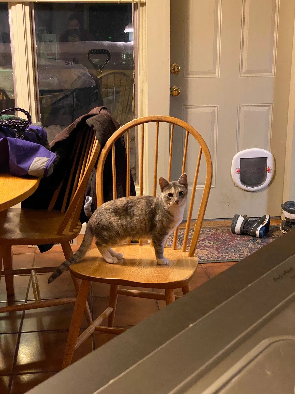 Lost cat in Minneapolis, MN, 55432