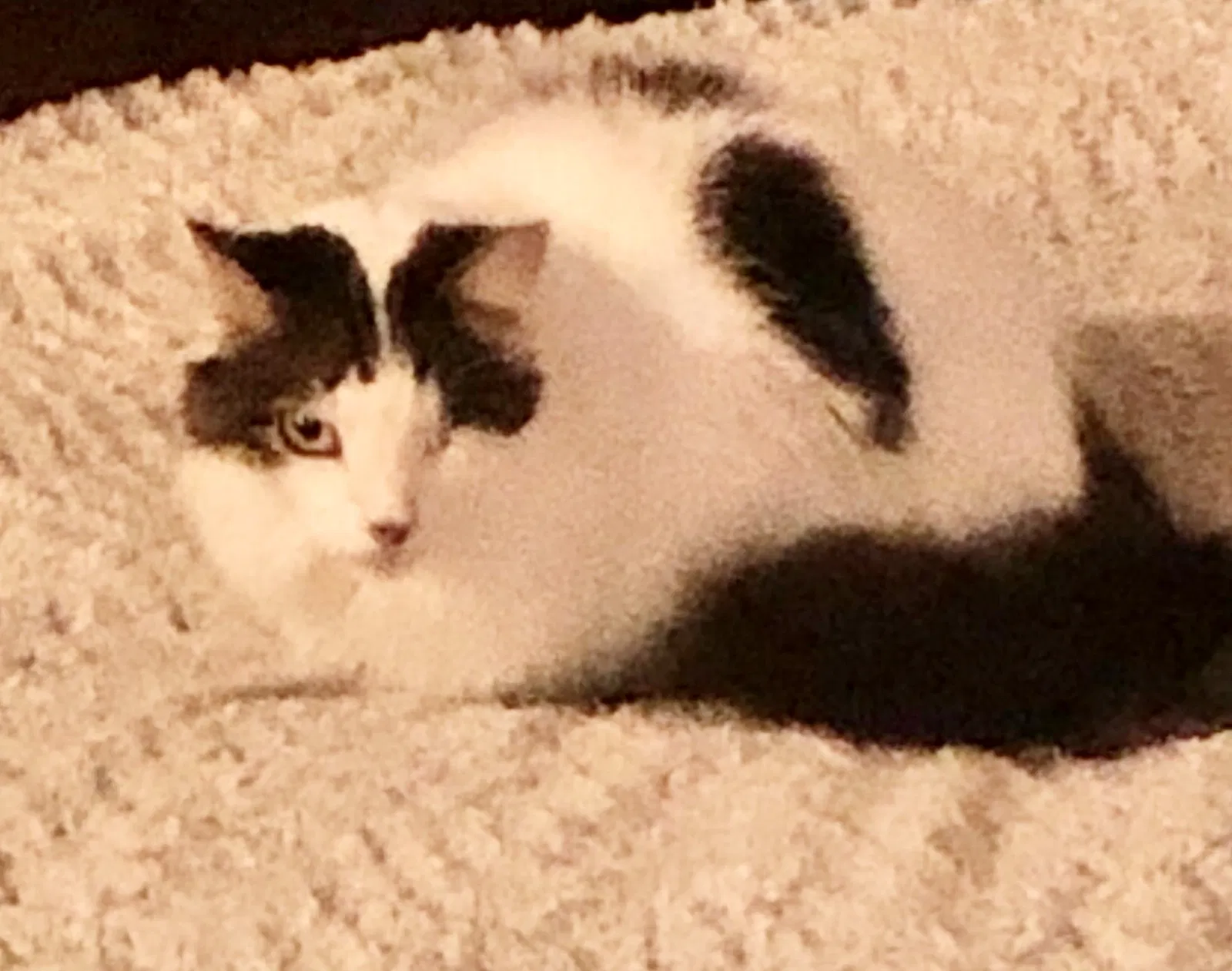 Lost cat in Ferndale, WA, 98248