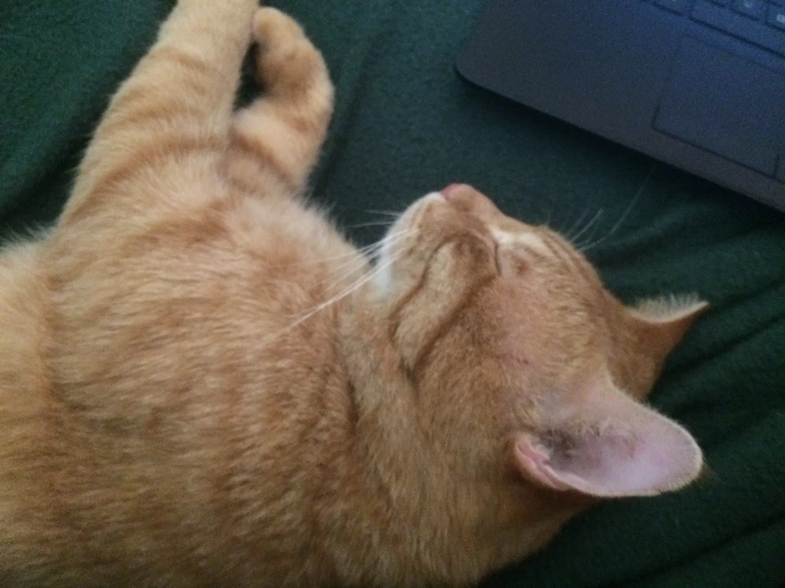 Lost cat in Cape Coral, FL, 33990