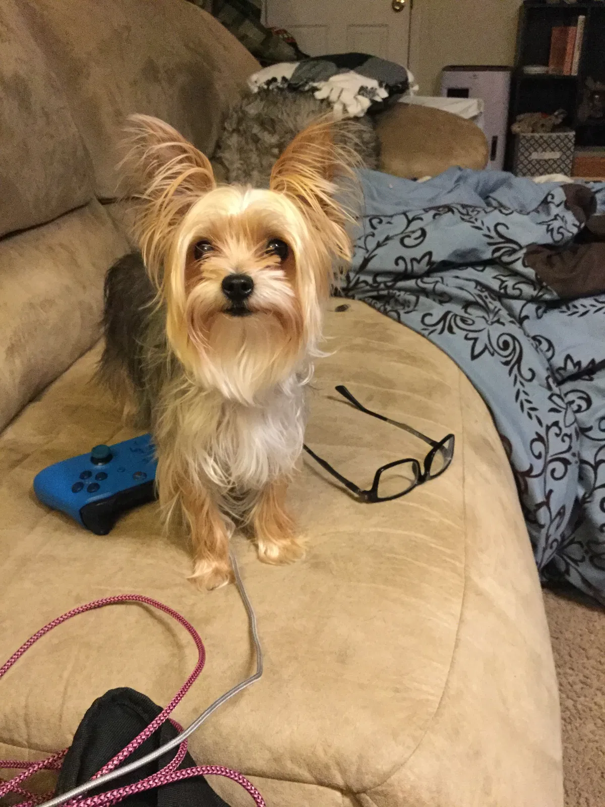 Lost dog in Arvada, CO, 80005