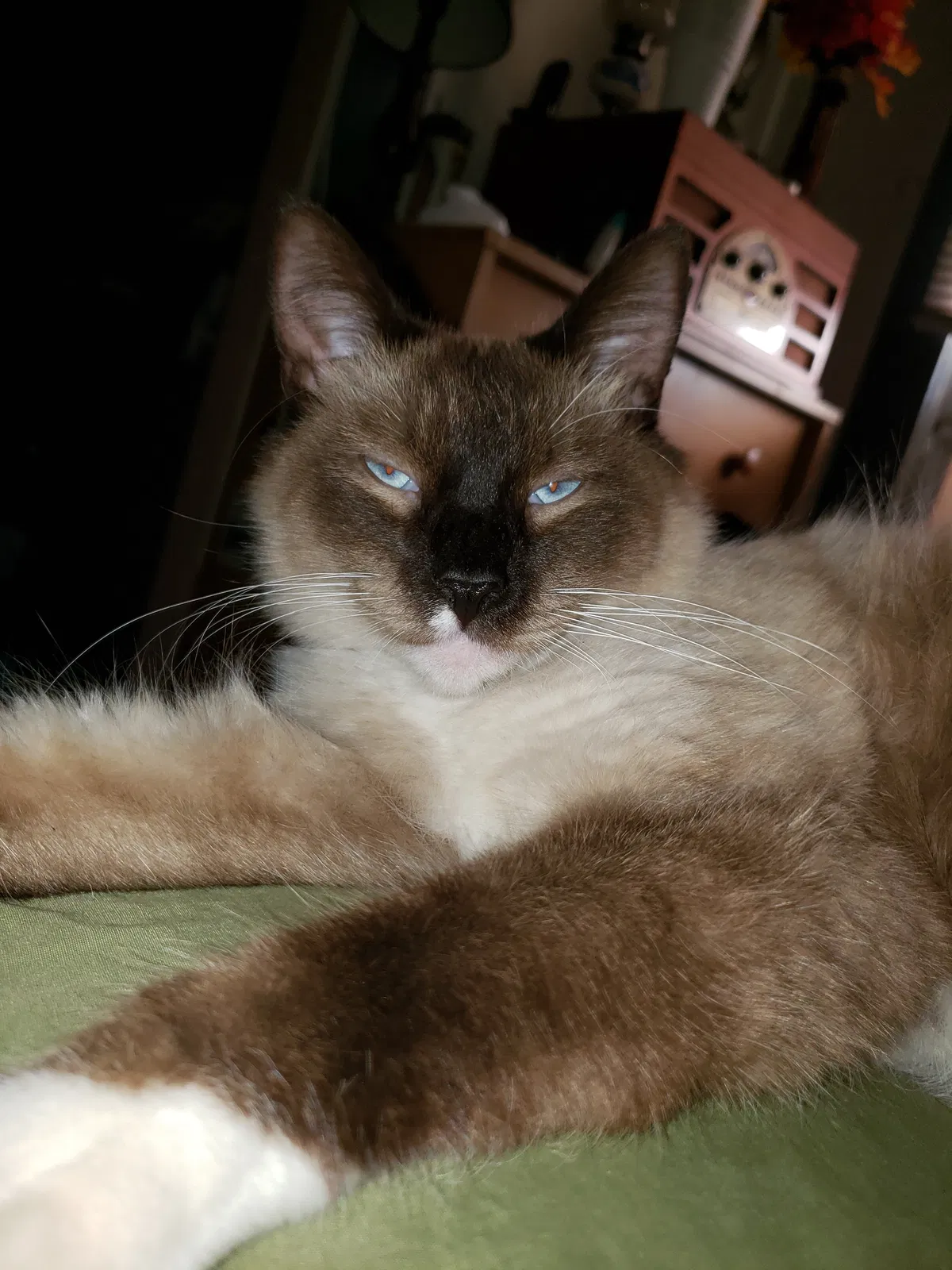 Lost cat in Chino, CA, 91710