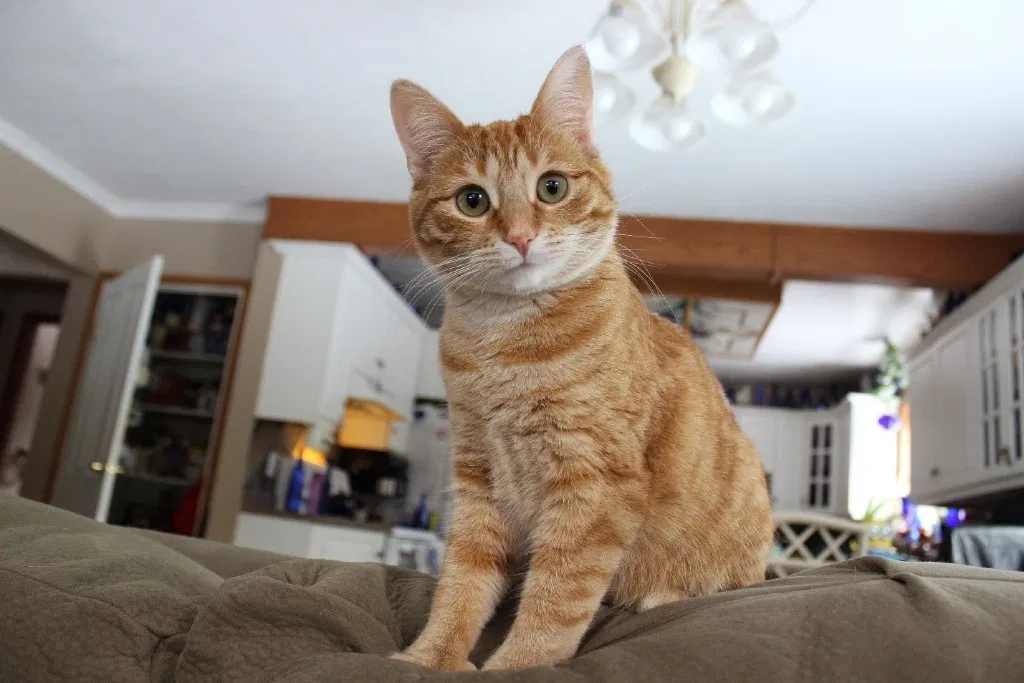 Lost cat in Fond Du Lac, WI, 54936