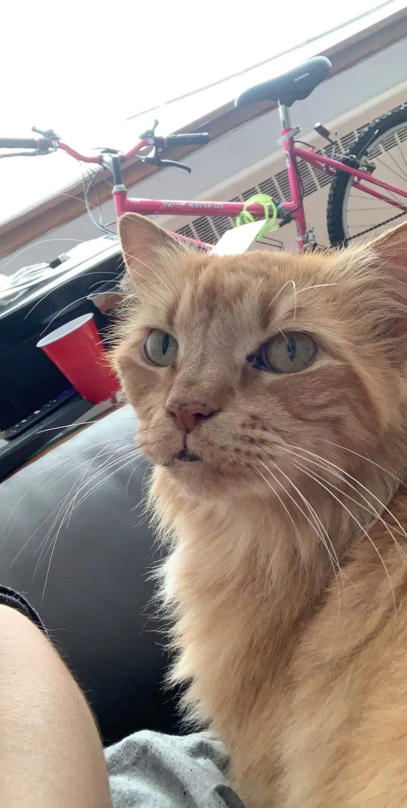 Lost cat in Saint Paul, MN, 55105