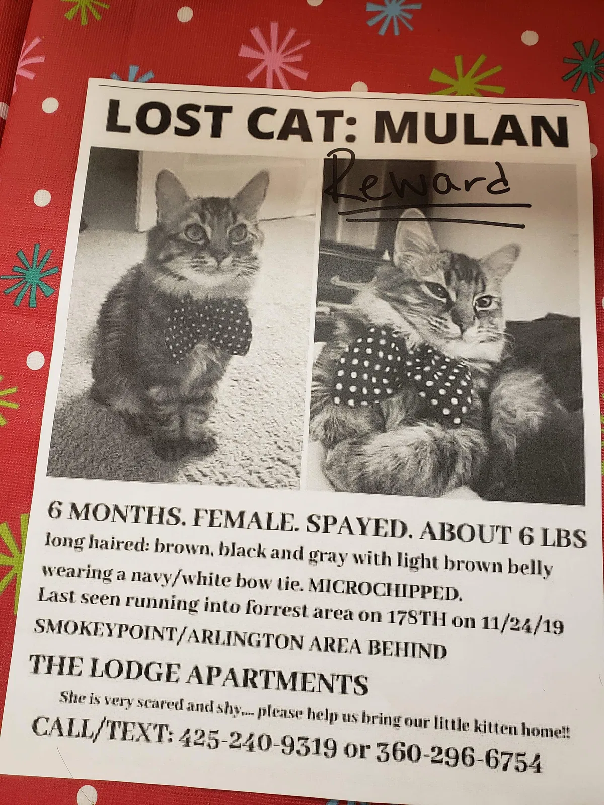 Lost cat in Marysville, WA, 98271
