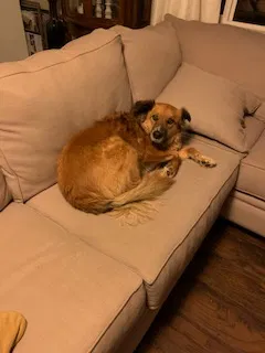 Lost dog in San Luis Obispo, CA, 93401