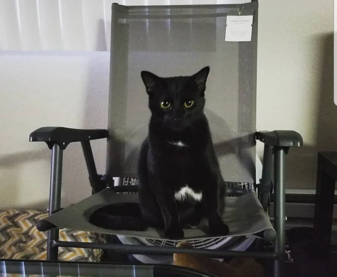 Lost cat in Marina, CA, 93933