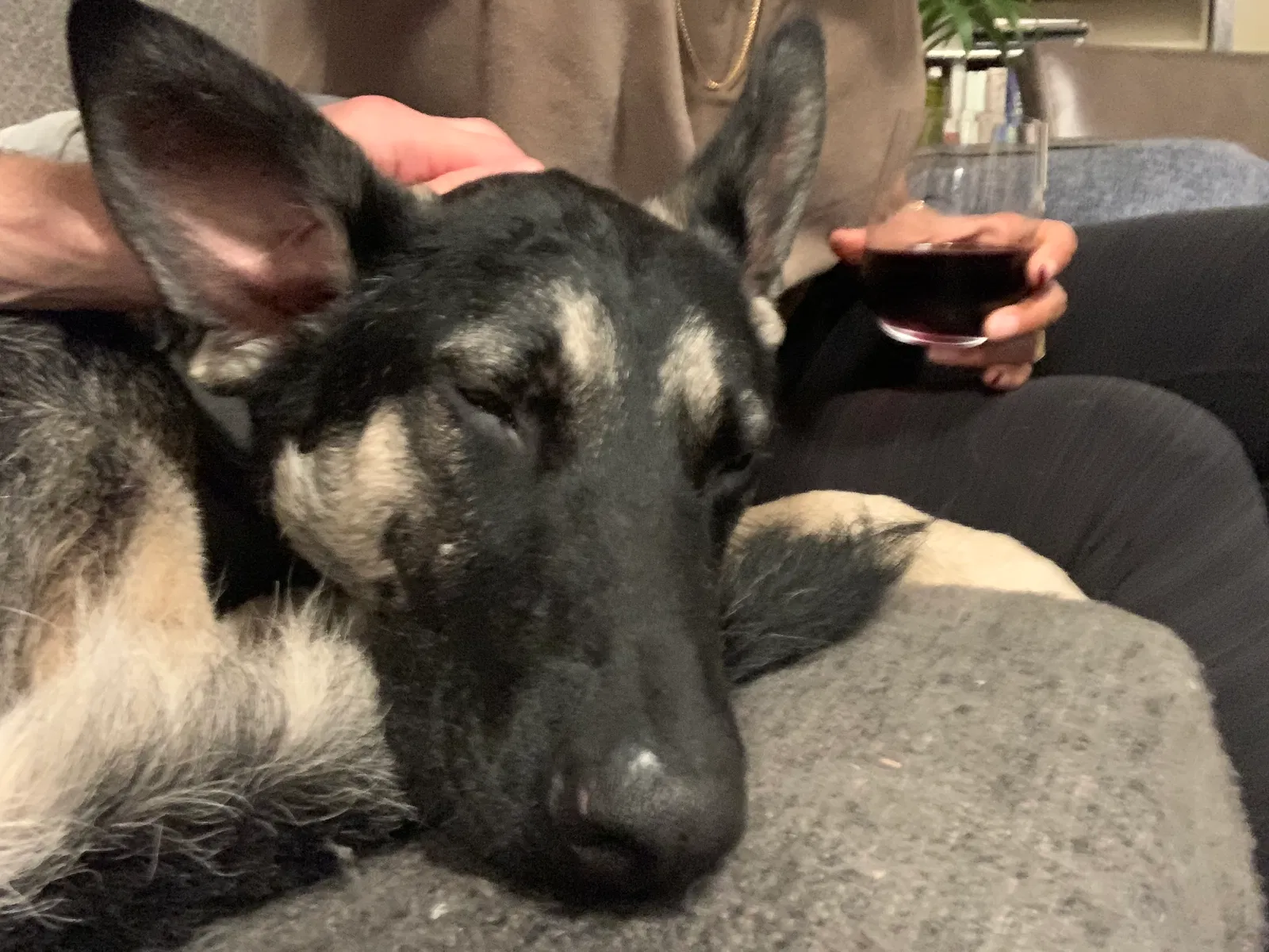 Found dog in San Francisco, CA, 94117