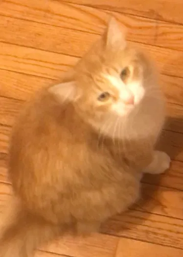 Lost cat in Hilliard, OH, 43026
