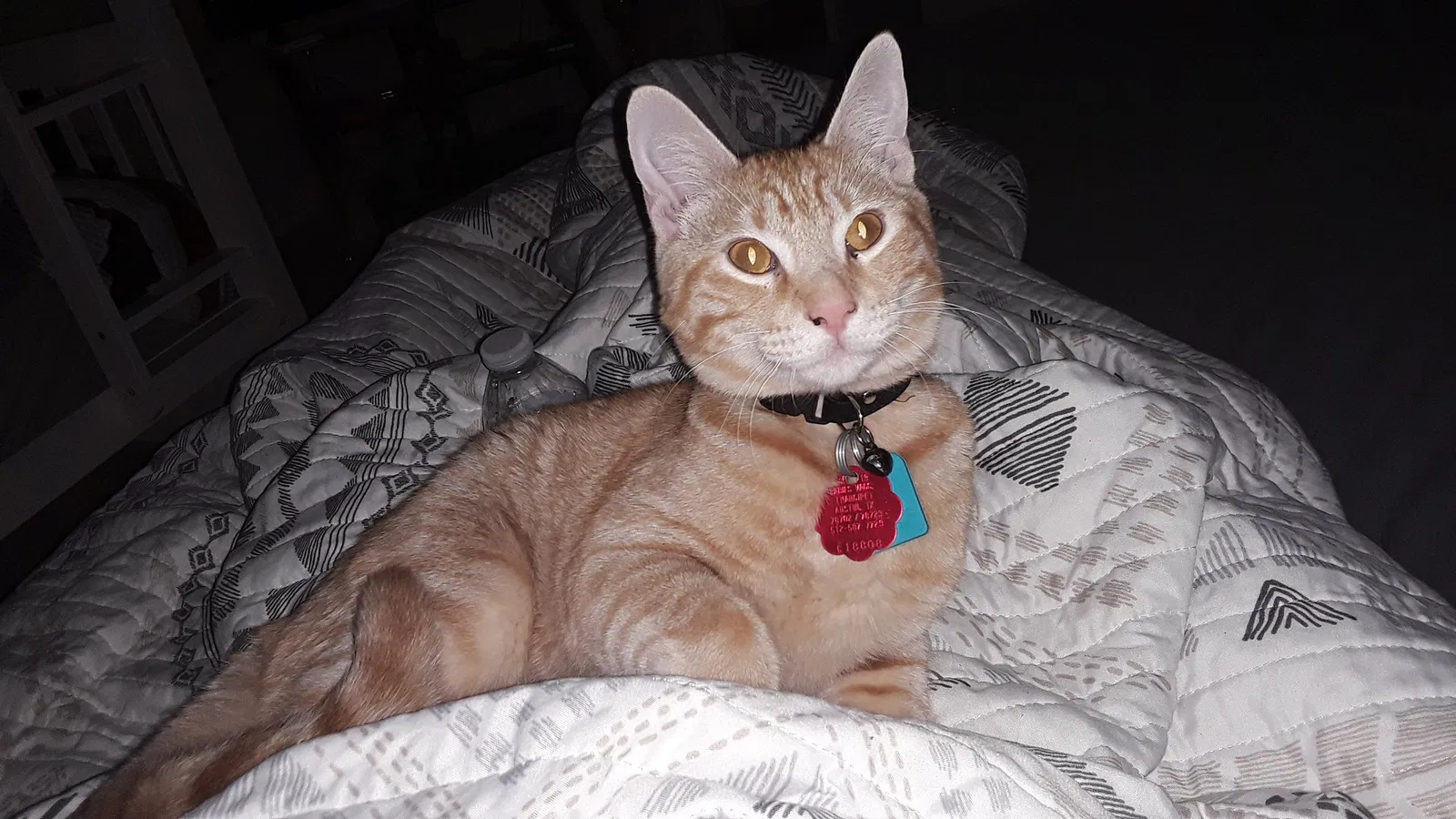 Lost cat in Austin, TX, 78758