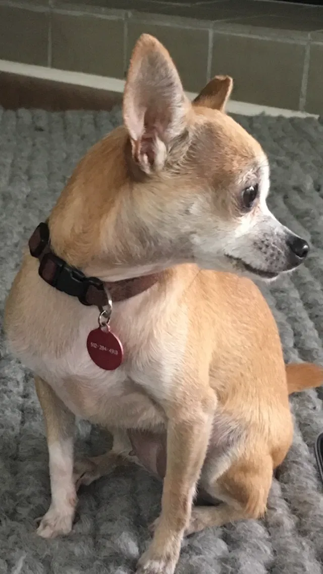 Lost dog in Austin, TX, 78756