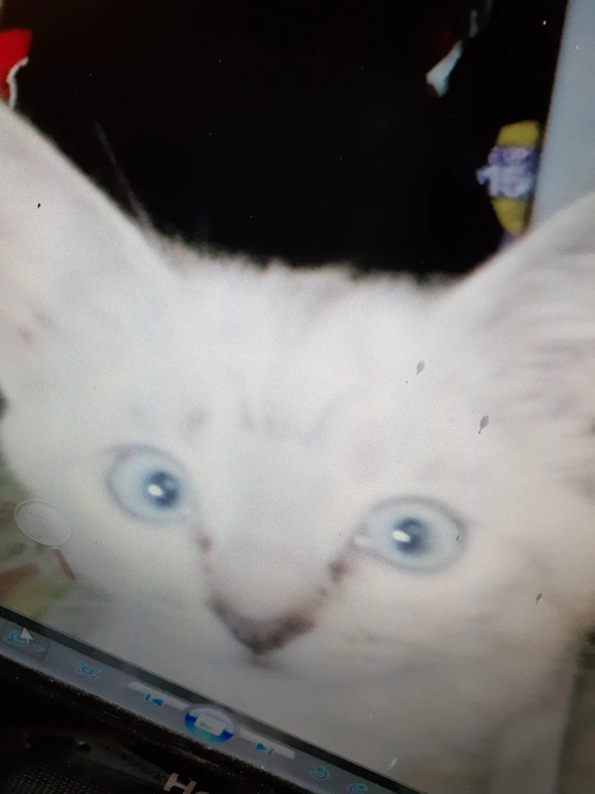 Lost cat in Merced, CA, 95340