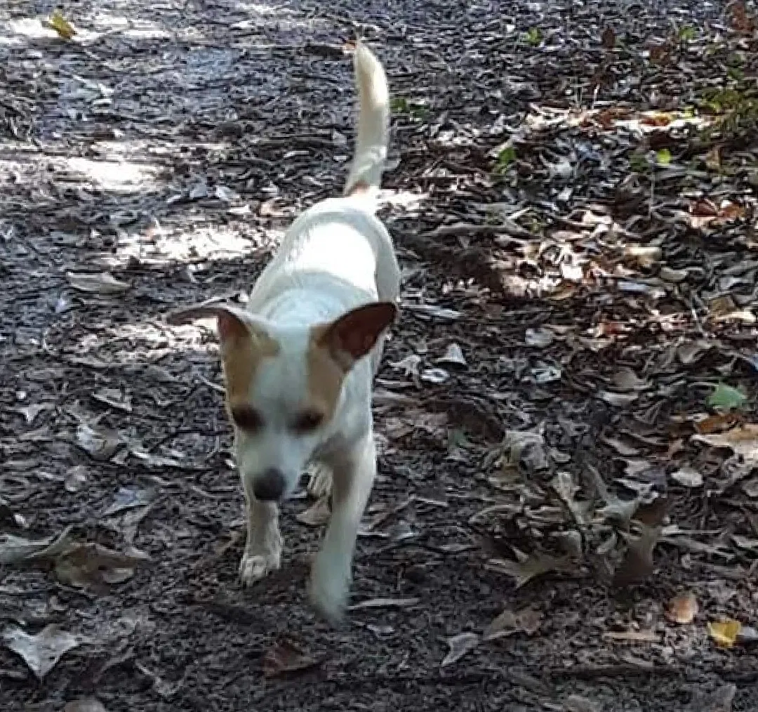 Lost dog in Dalzell, SC, 29040