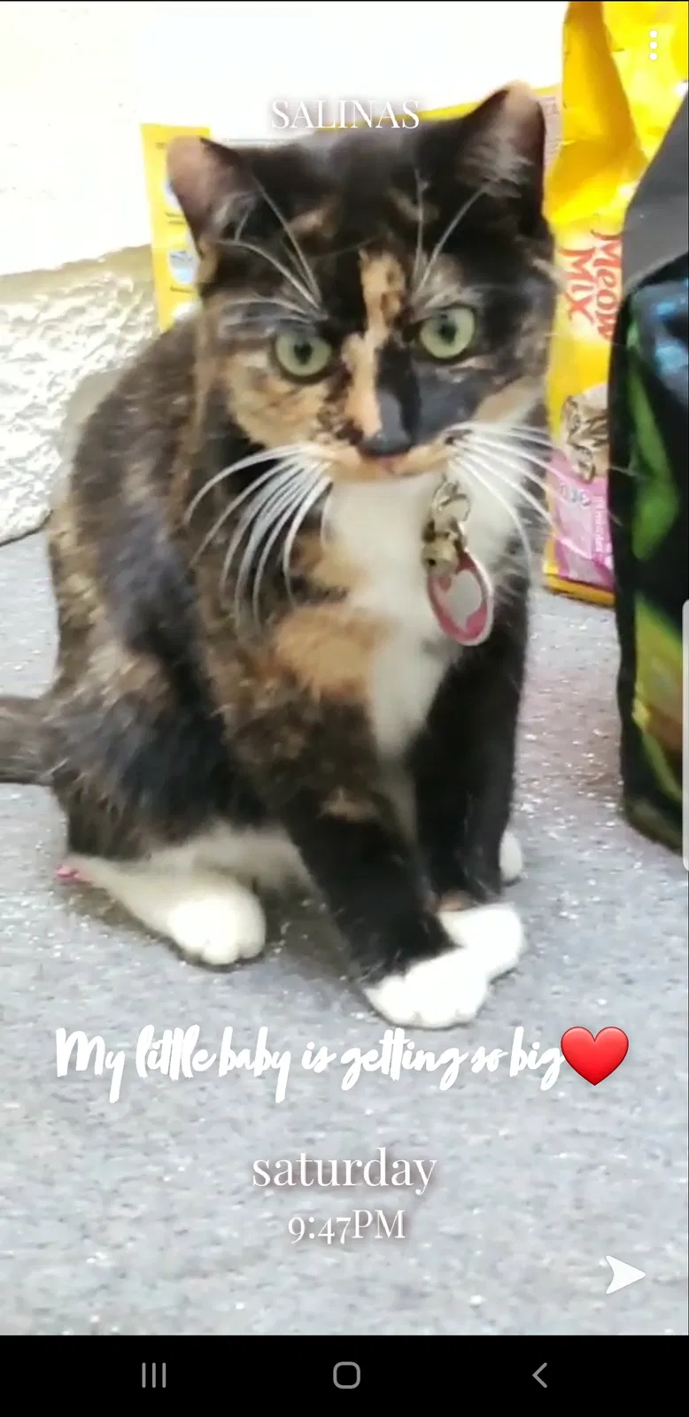 Lost cat in Salinas, CA, 93907