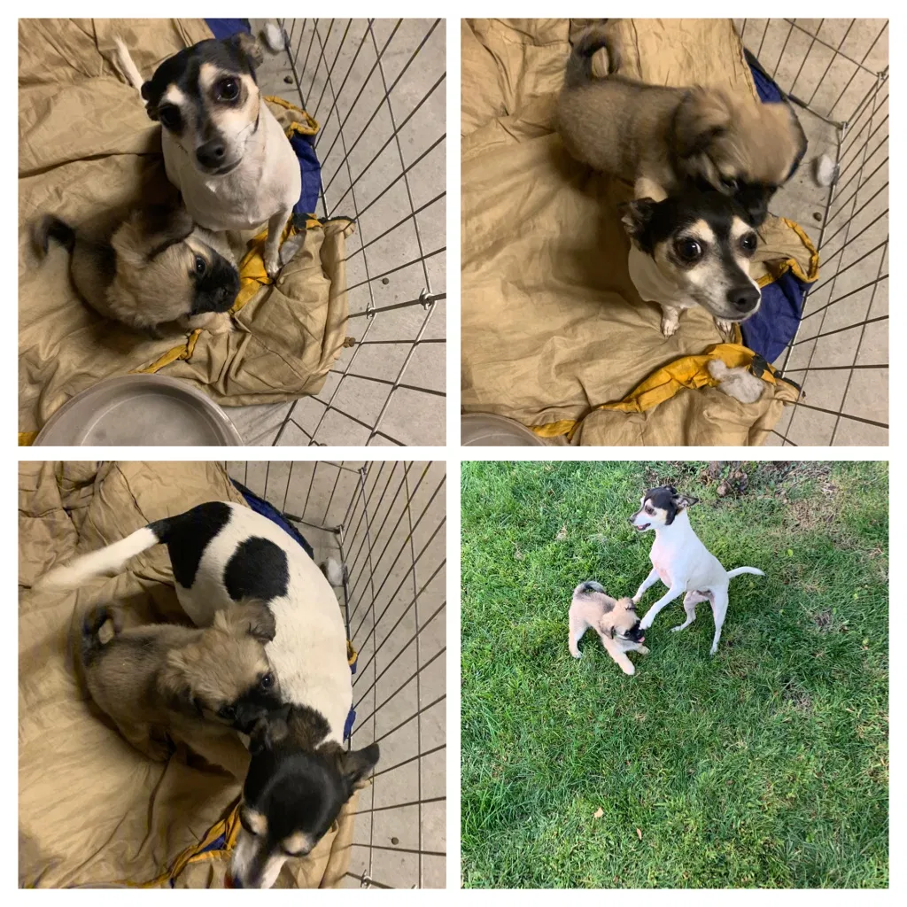 Lost dog in Fontana, CA, 92336