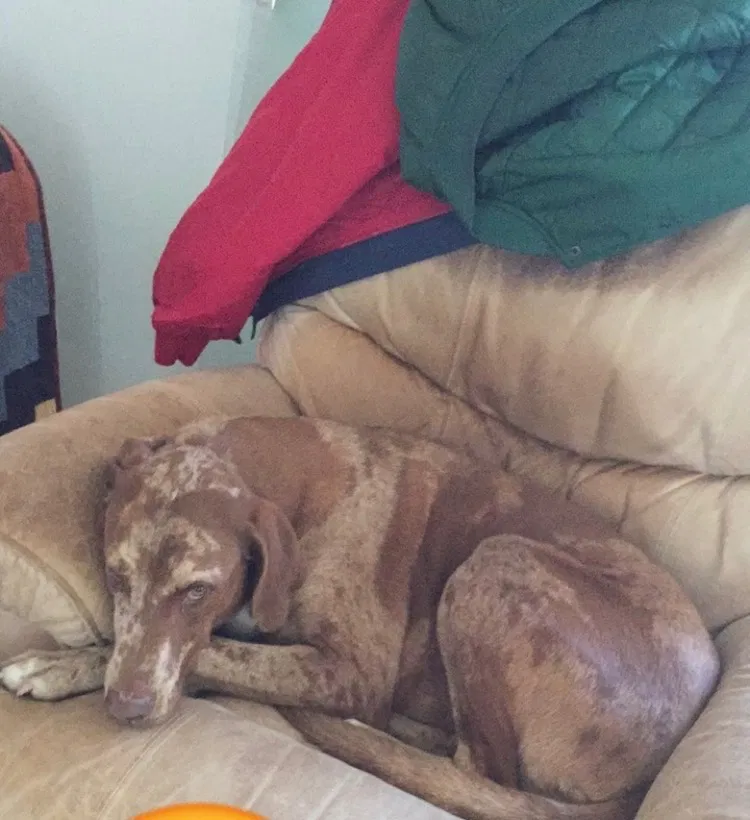Lost dog in Selma, CA, 93662