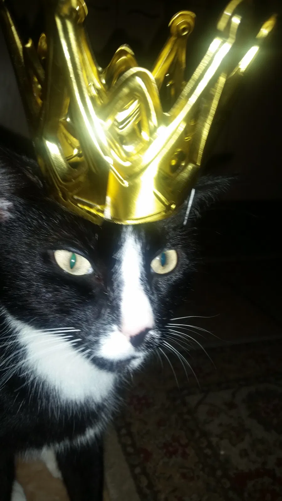 Lost cat in Stone Mountain, GA, 30038