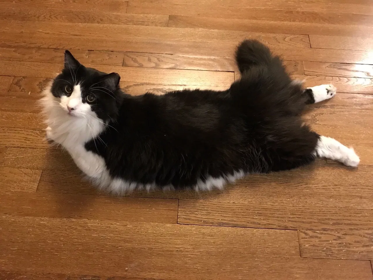 Lost cat in Macclenny, FL, 32063