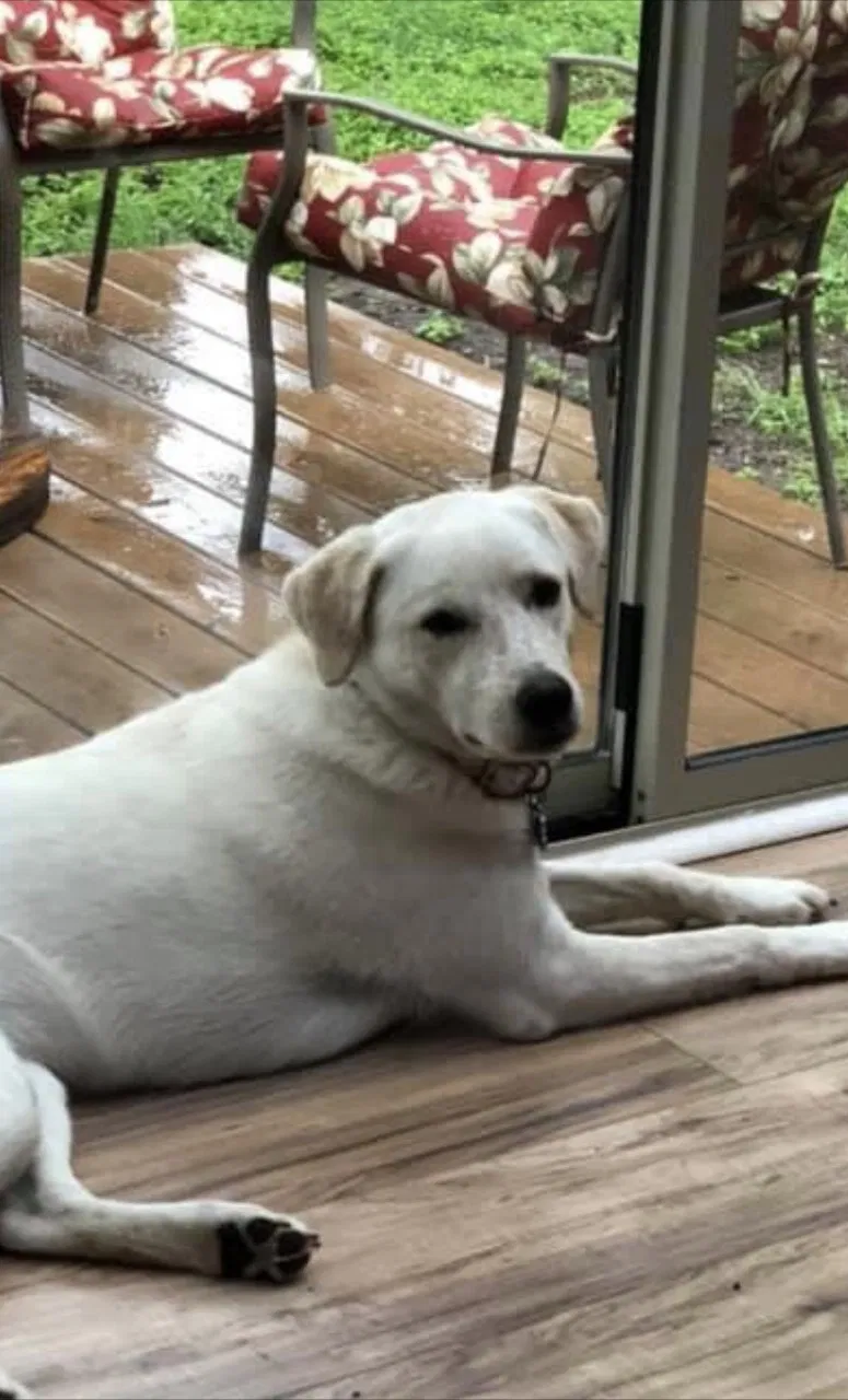 Lost dog in San Antonio, TX, 78264