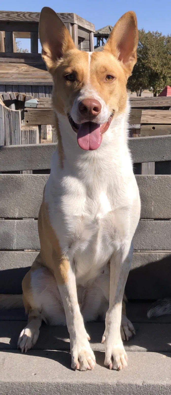 Lost dog in Lubbock, TX, 79413