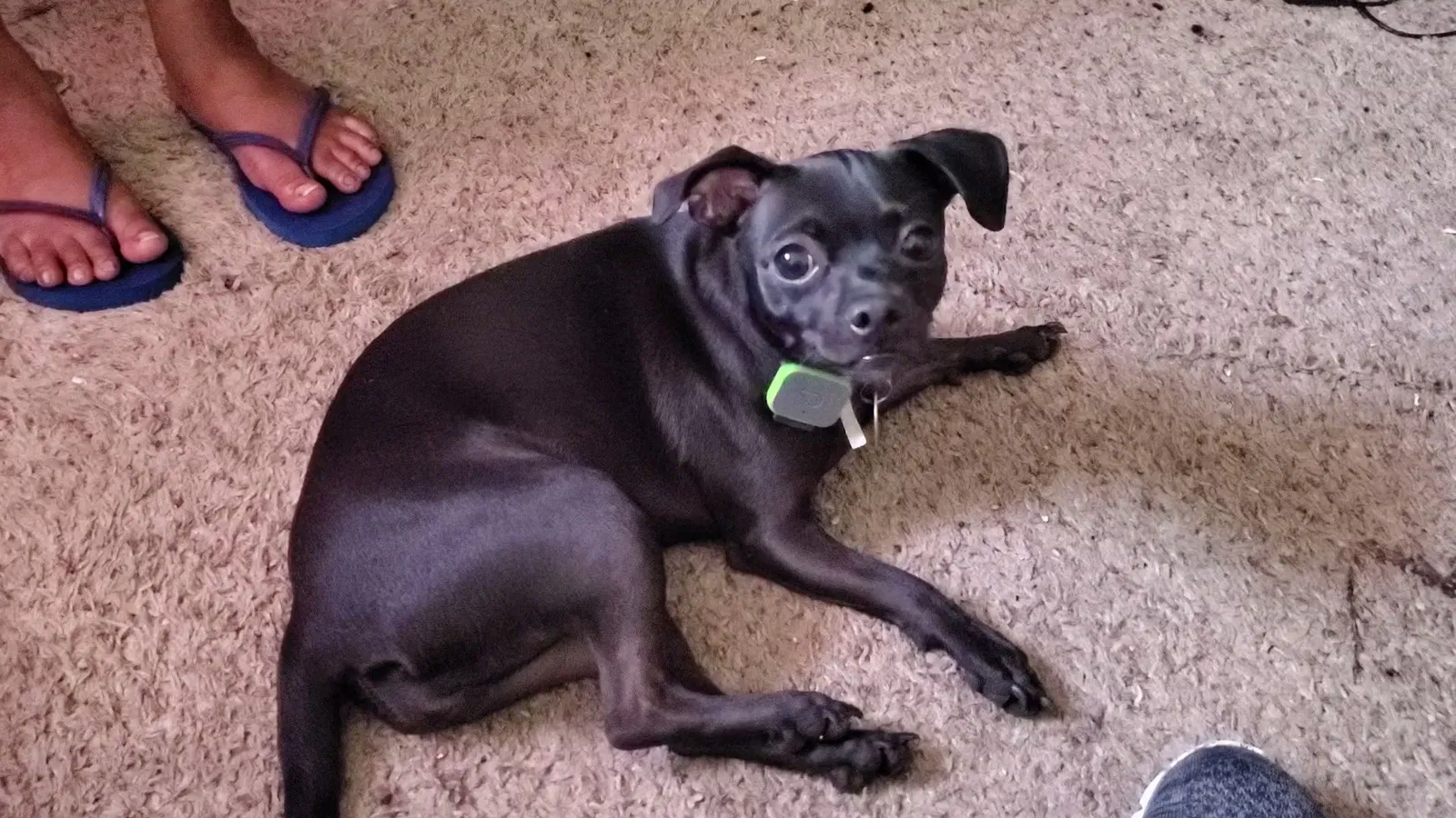 Lost dog in San Antonio, TX, 78233