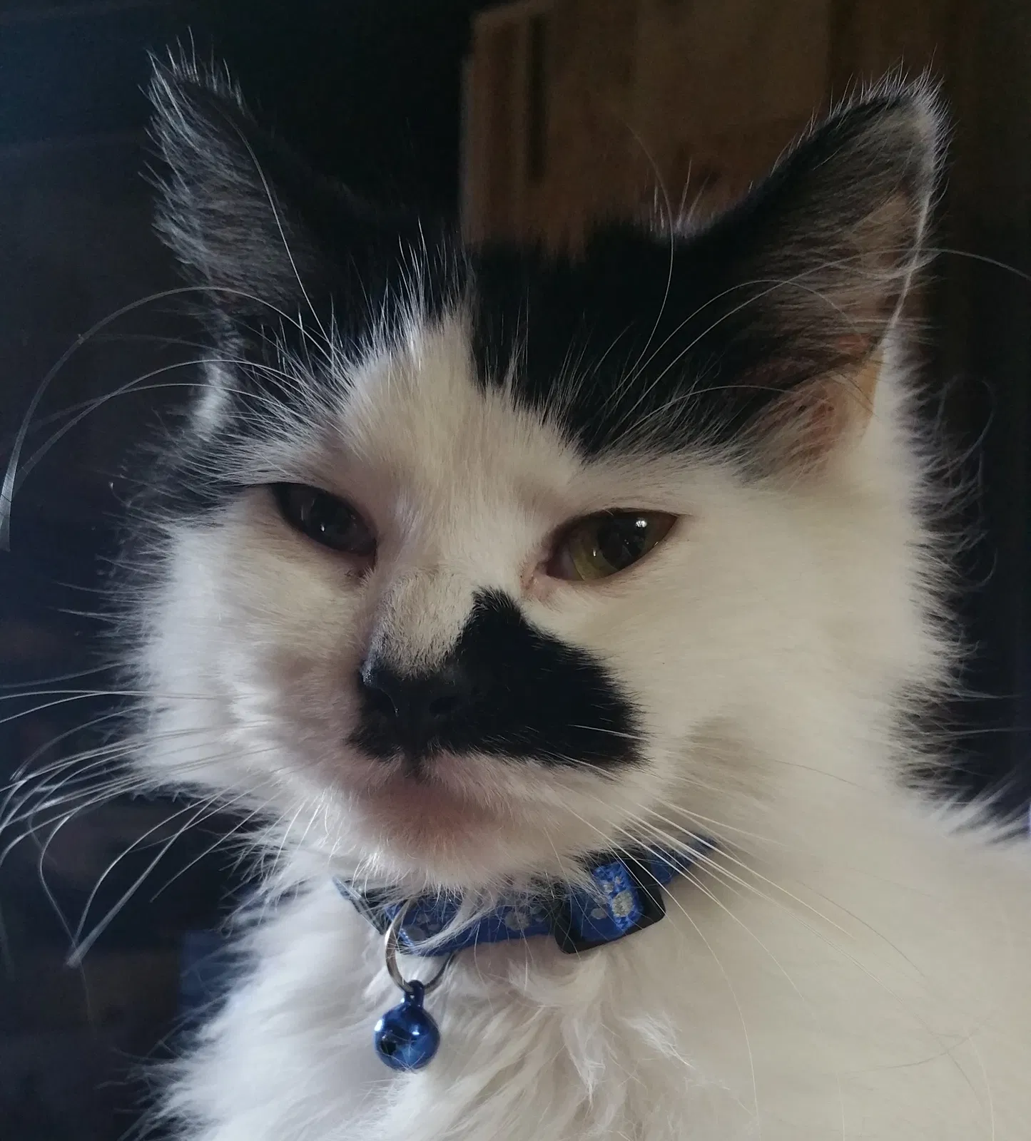 Lost cat in Port Charlotte, FL, 33952