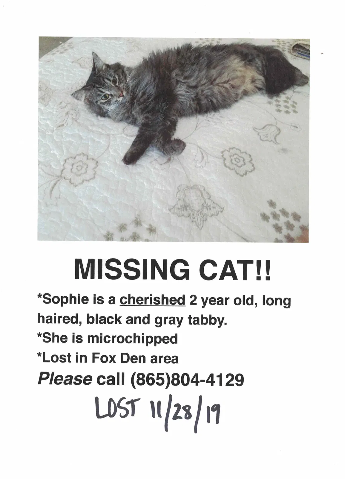 Lost cat in Knoxville, TN, 37934