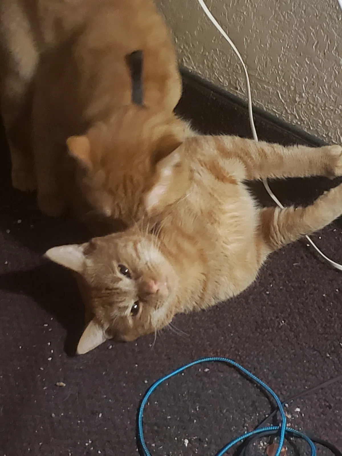 Lost cat in Matthews, NC, 28105