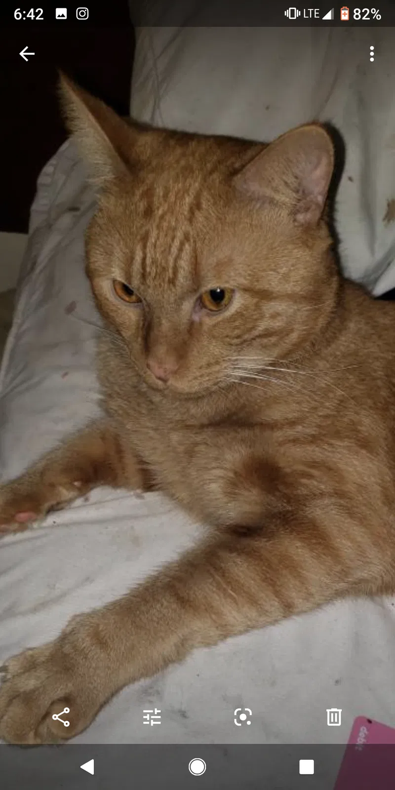 Lost cat in Indian Trail, NC, 28079