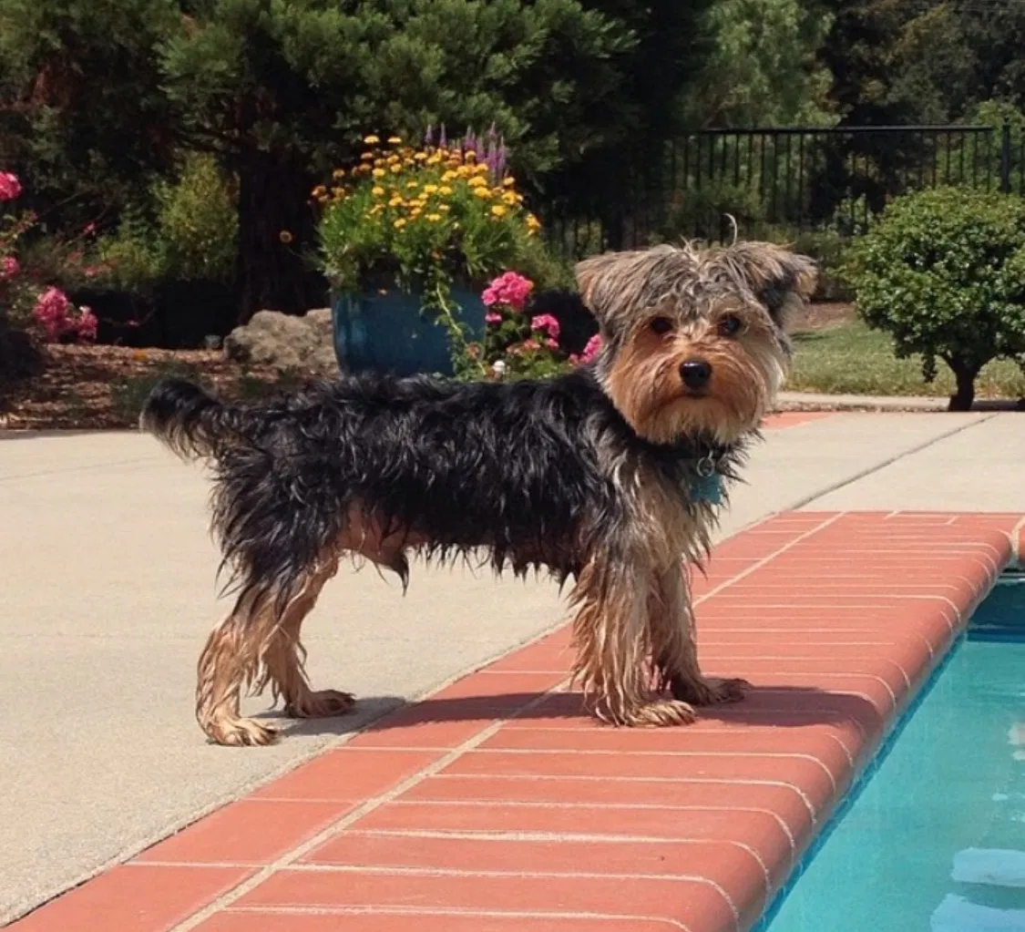 Lost dog in Morgan Hill, CA, 95037
