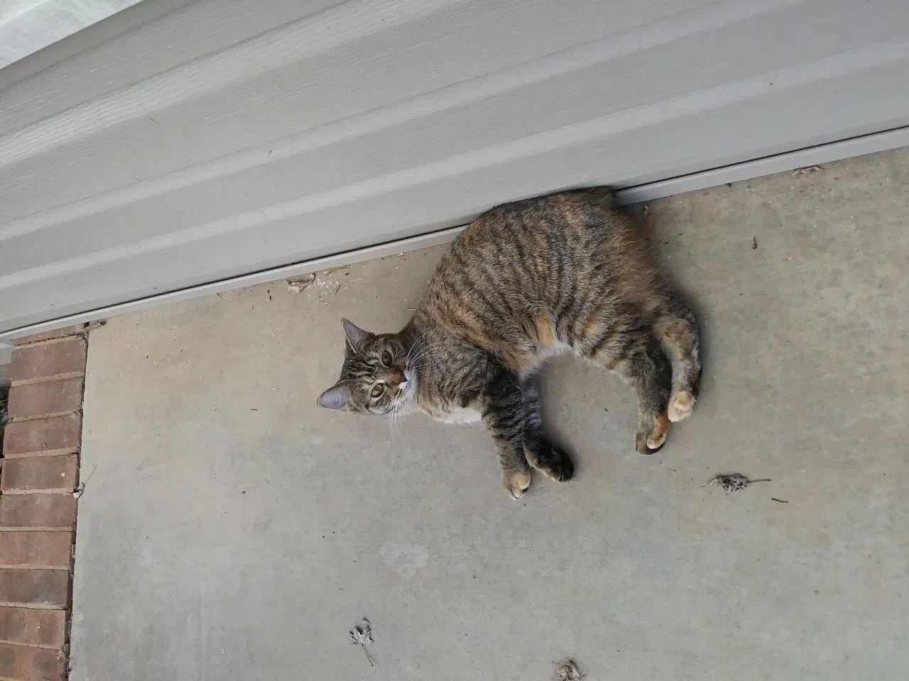 Lost cat in Mount Vernon, OH, 43050