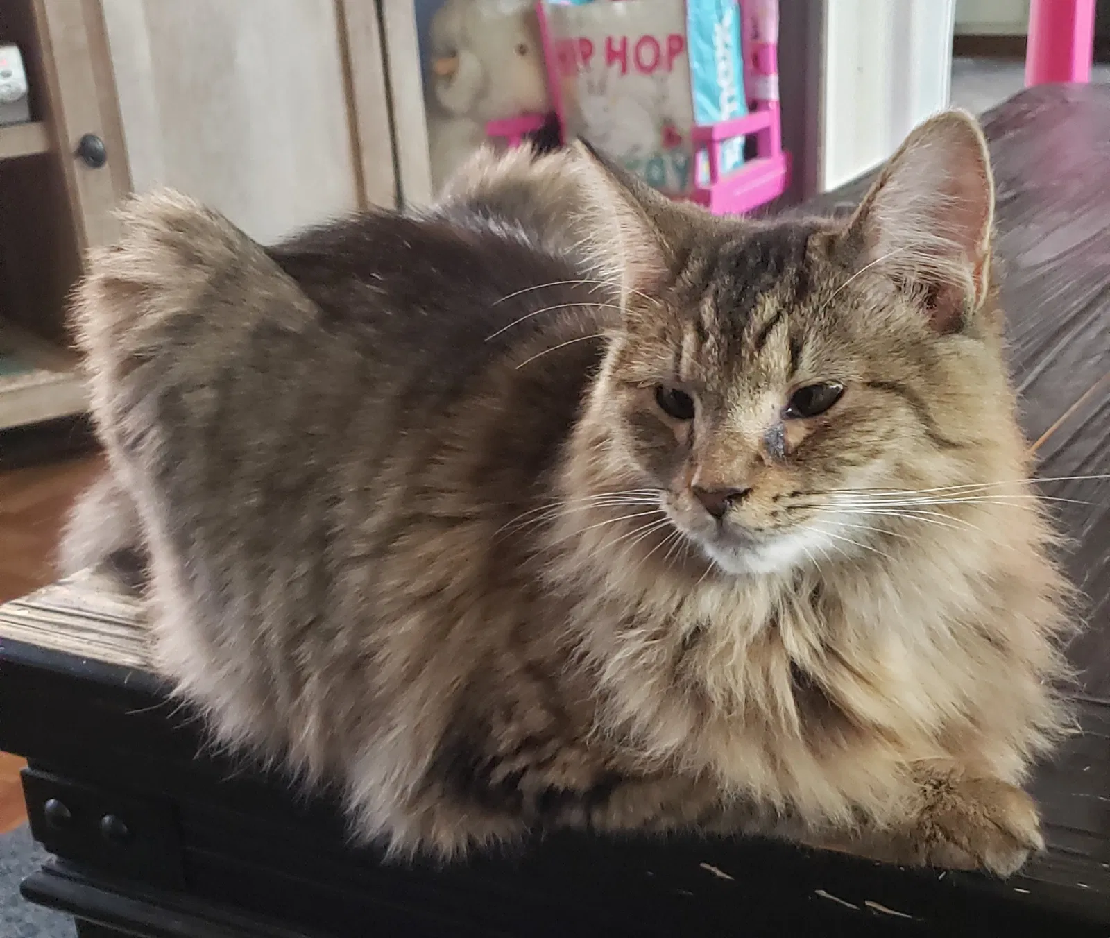 Lost cat in Batavia, OH, 45103