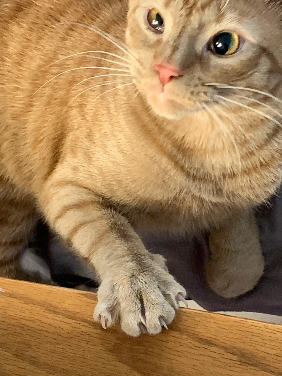 Lost cat in Colbert, GA, 30628