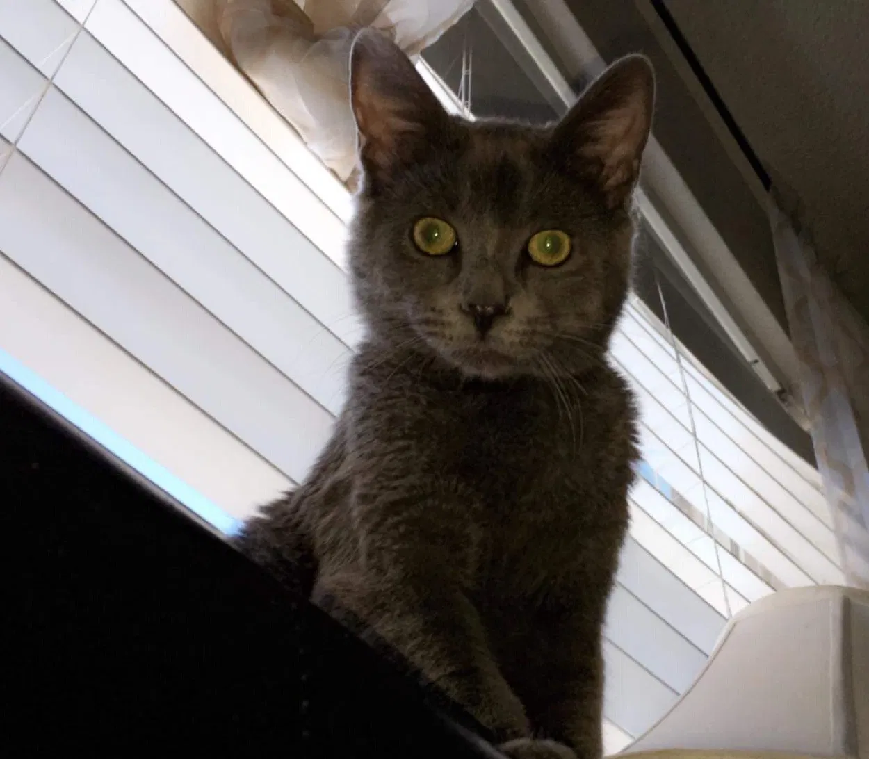 Lost cat in Fort Collins, CO, 80524