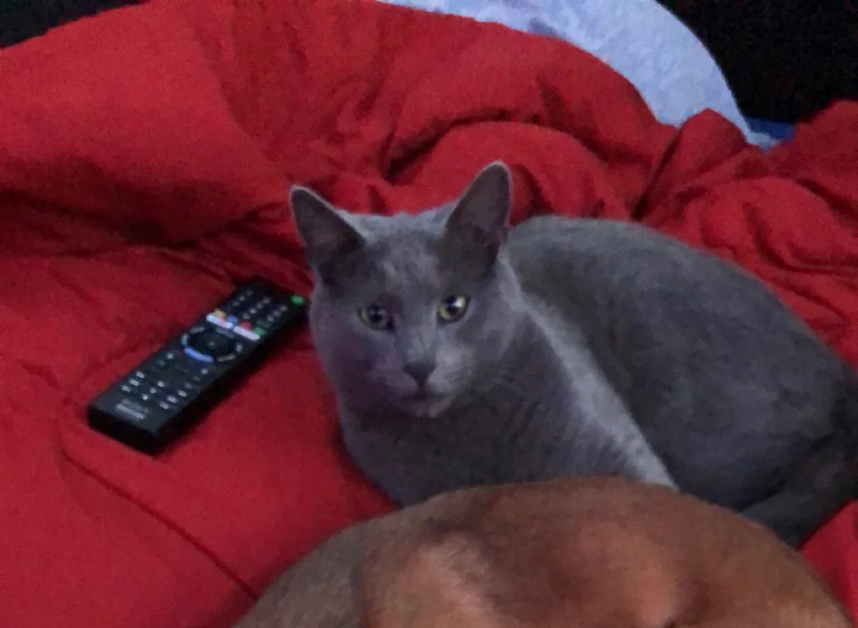 Lost cat in Phoenix, AZ, 85022