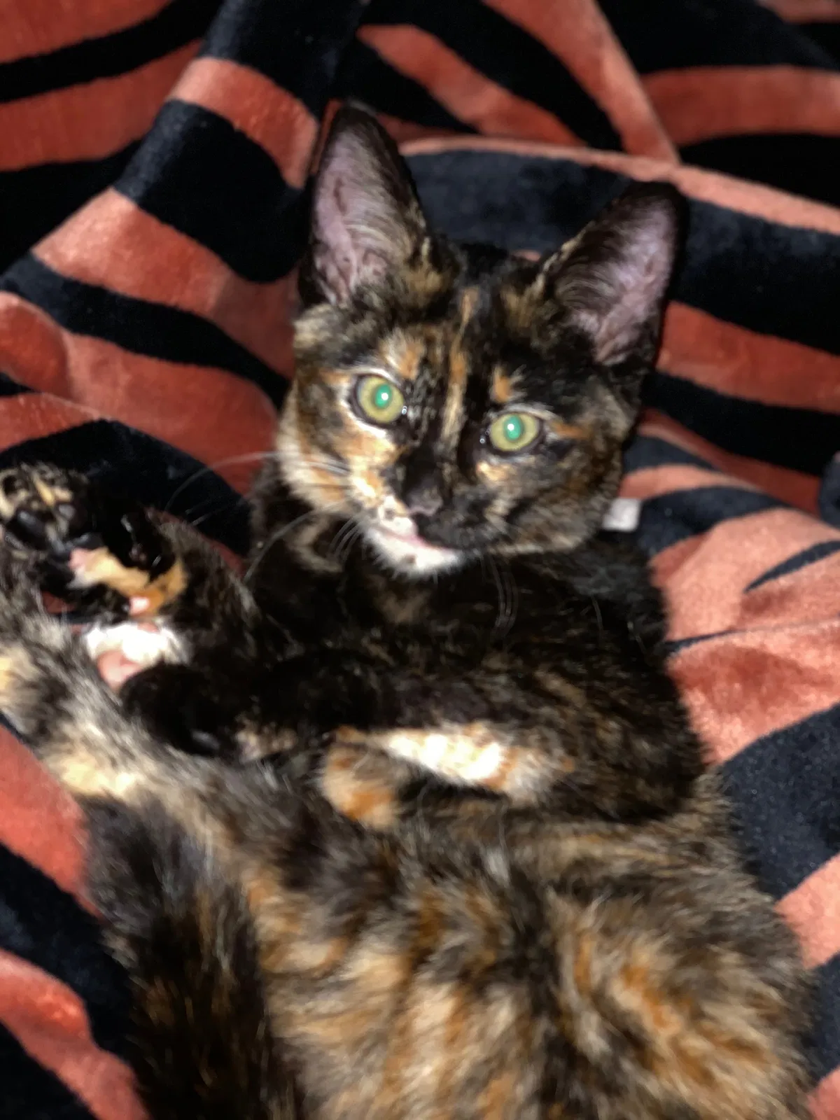 Lost cat in Santa Ana, CA, 92705