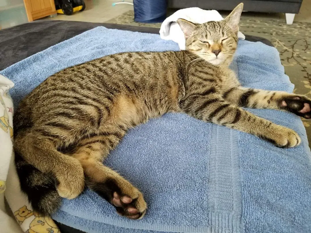 Lost cat in Cibolo, TX, 78108