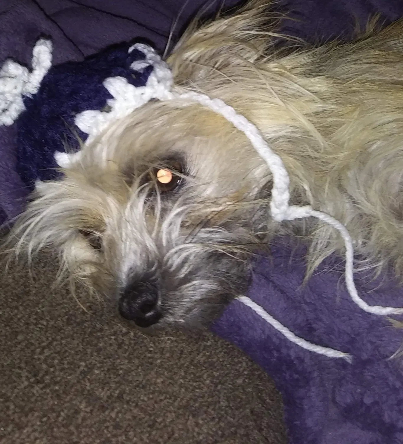 Lost dog in Lubbock, TX, 79416