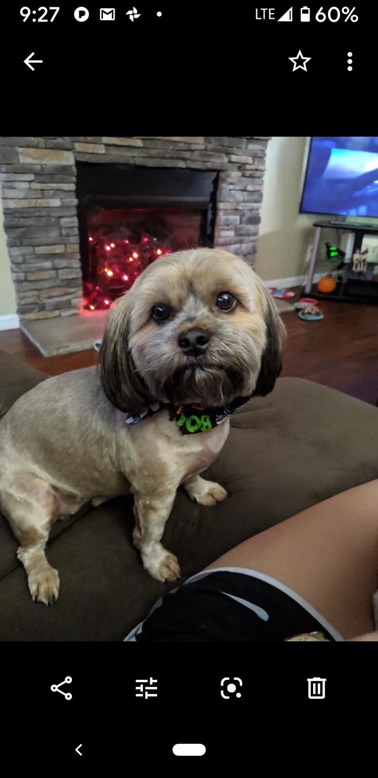 Lost dog in Clarksville, TN, 37042