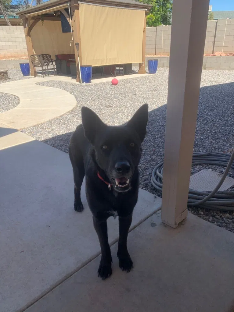 Lost dog in Tucson, AZ, 85747