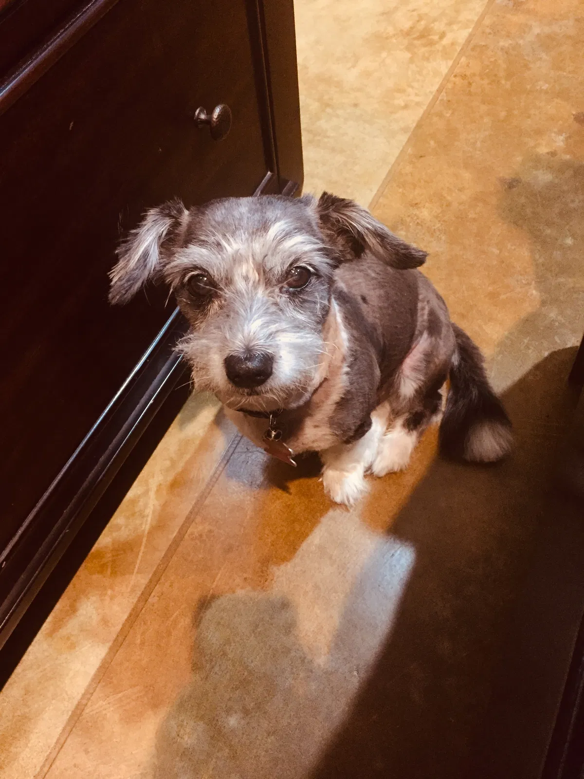 Lost dog in Hammond, LA, 70403