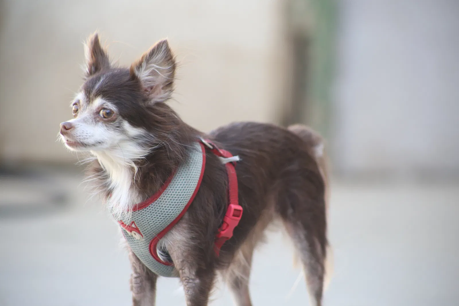 Lost dog in San Diego, CA, 92117