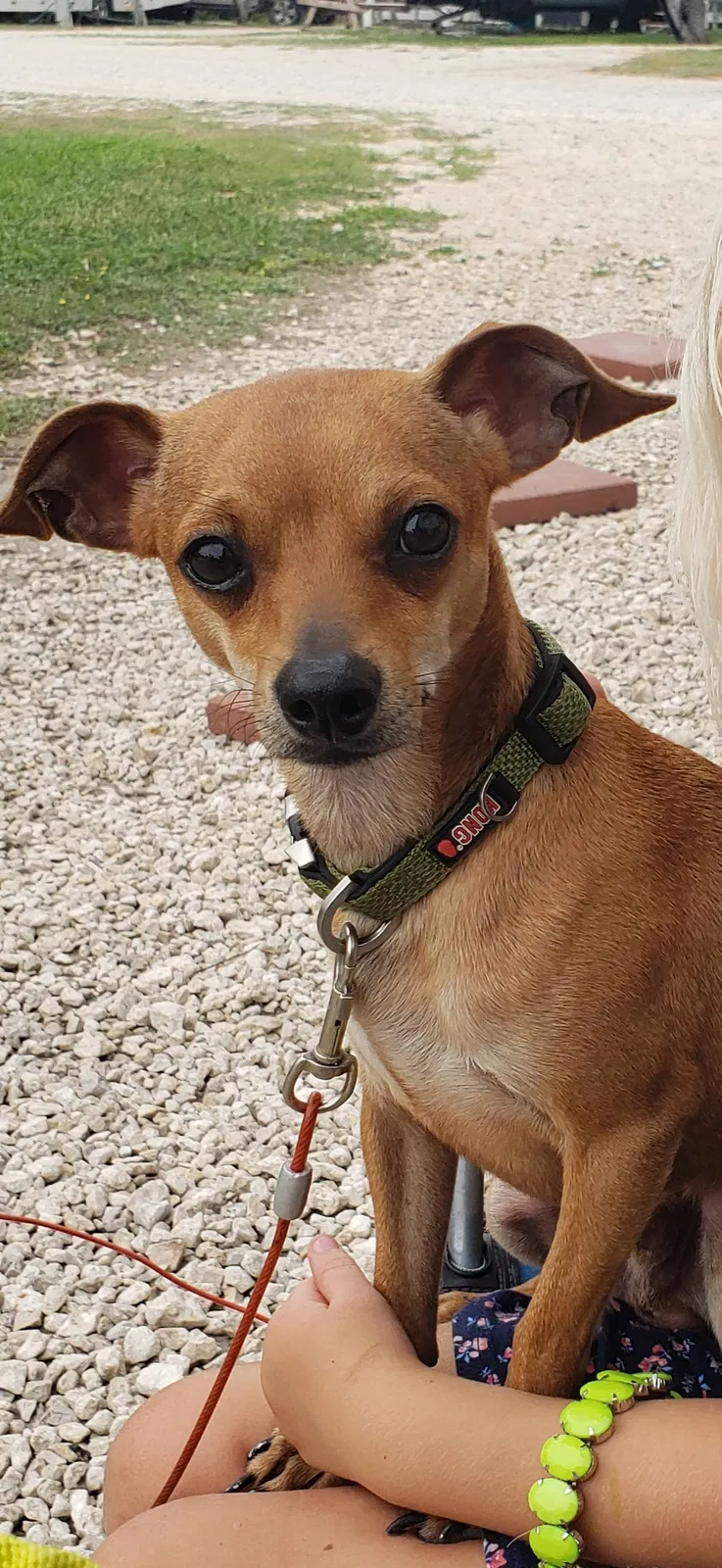 Lost dog in Corpus Christi, TX, 78415
