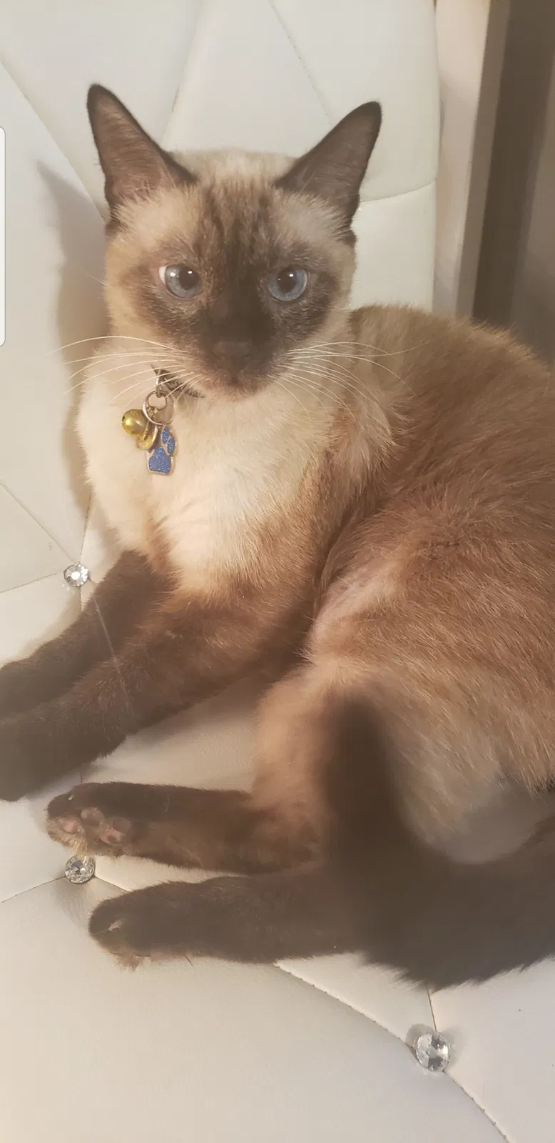Lost cat in Temple, TX, 76501