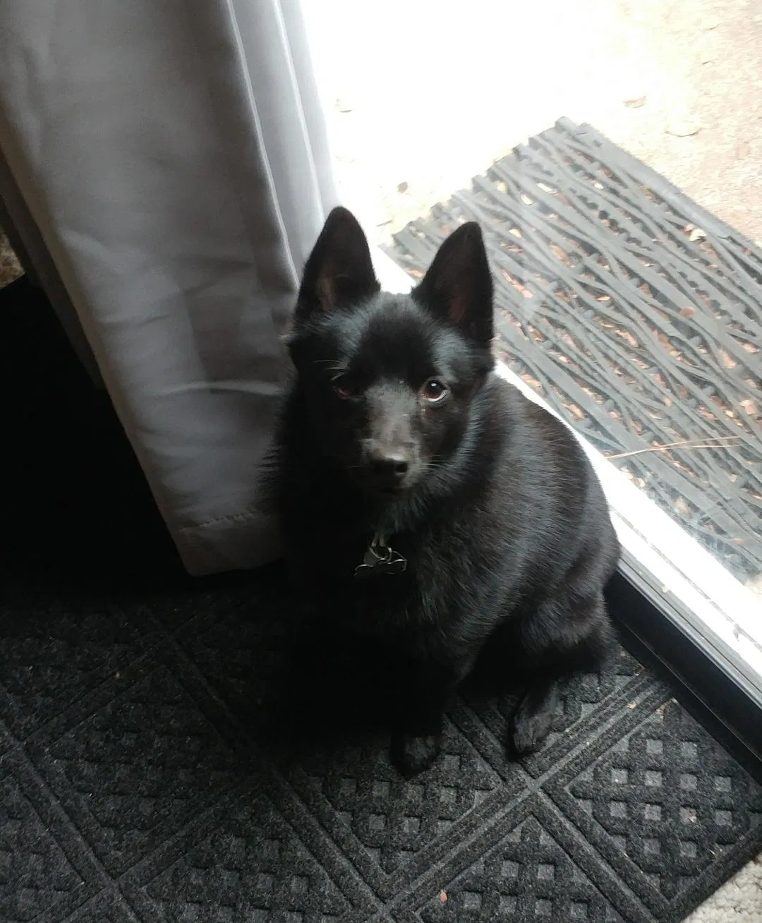 Lost dog in Richmond, TX, 77407