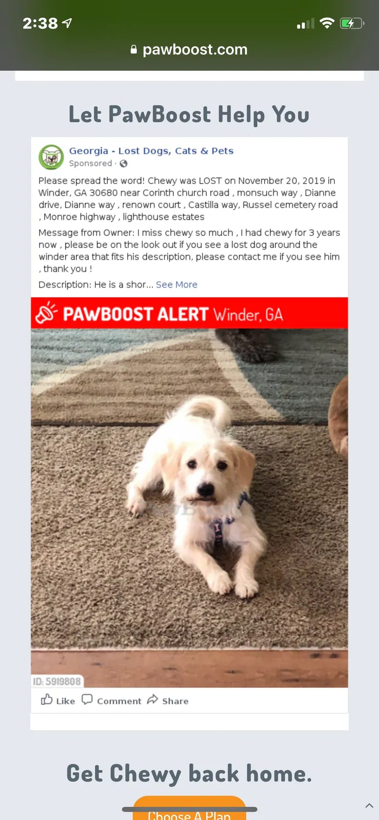 Lost dog in Winder, GA, 30680