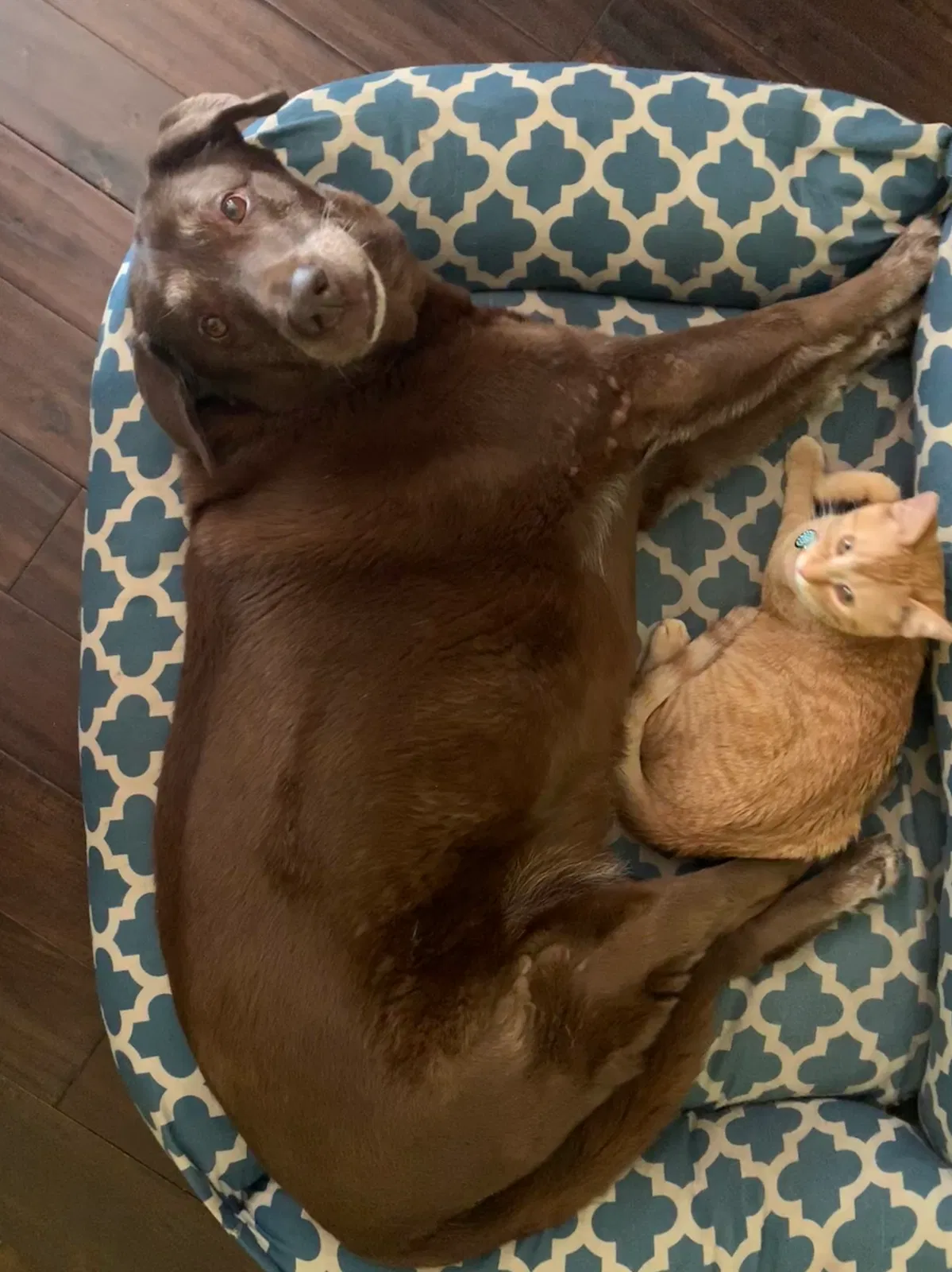 Lost cat in Santa Monica, CA, 90405