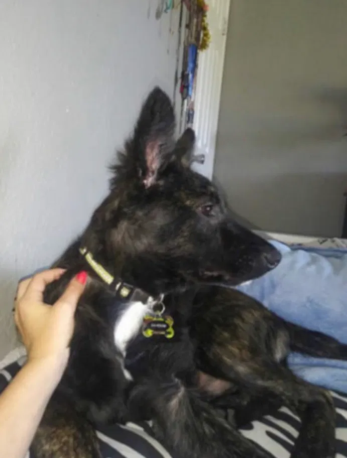 Lost dog in Kennedale, TX, 76060